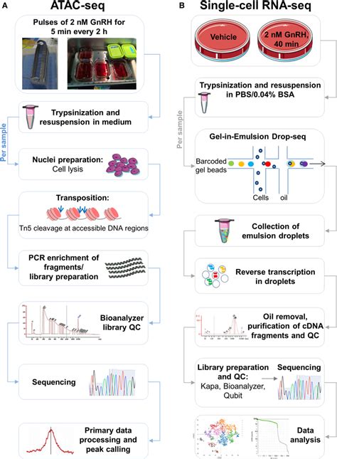 Gene Expression Is Analyzed by Tracking RNA .